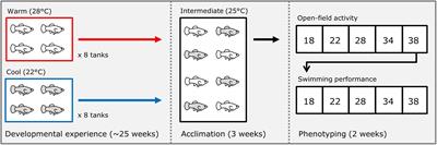 Two Locomotor Traits Show Different Patterns of Developmental Plasticity Between Closely Related Clonal and Sexual Fish